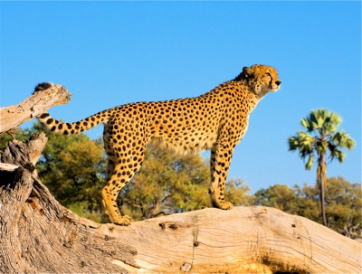 WID_4936.1.Cheetah.log.pose